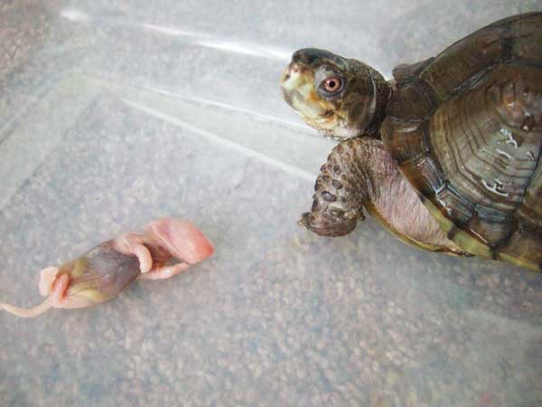 three toed box turtle 