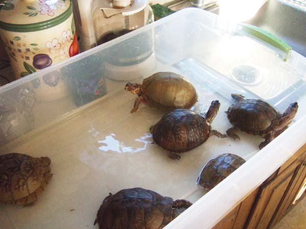 three toed box turtle