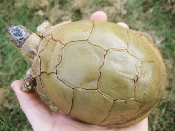 three toed box turtle