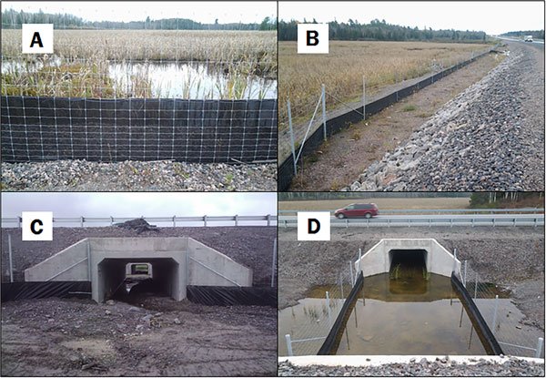 turtle ecopassage