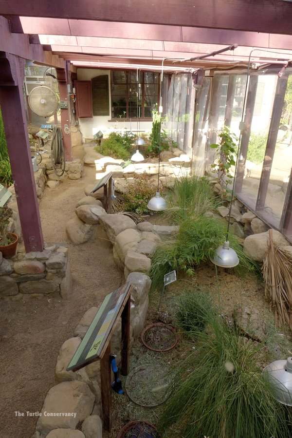 cold frame greenhouse at Turtle Conservancy