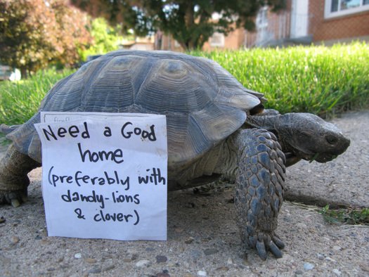 Utah desert tortoise