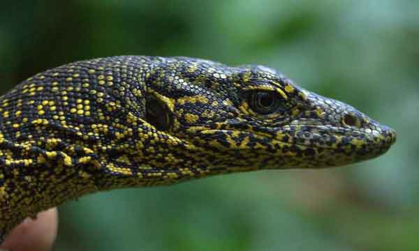 Varanus douarrha