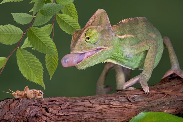 veiled chameleon