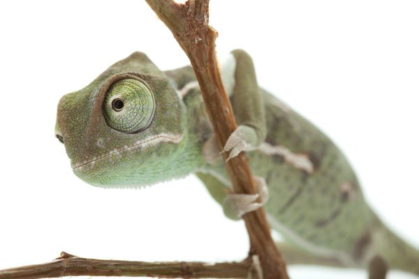 veiled chameleon