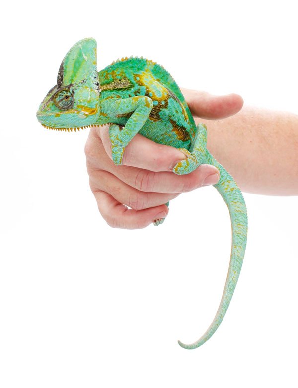 veiled chameleon