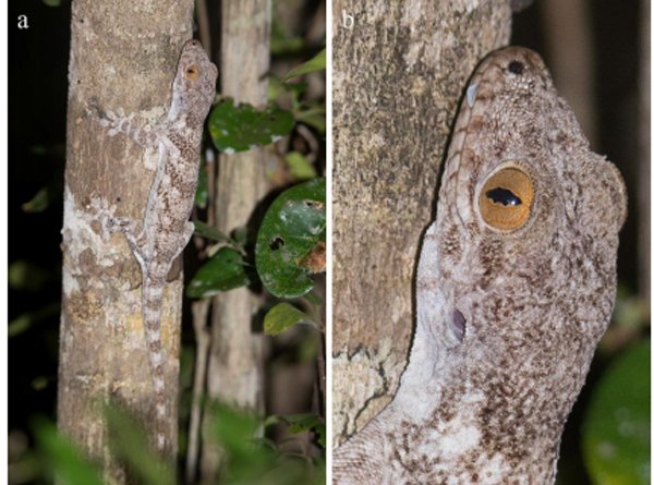 velvet gecko
