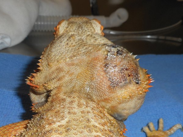 bearded dragon aneuryism