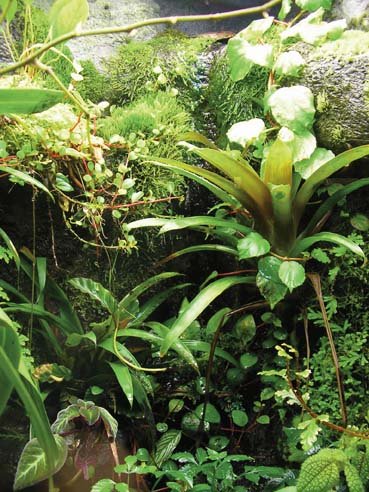 live plants terrarium