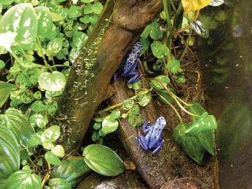 dart frog terrarium