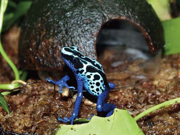 dart frog vivarium