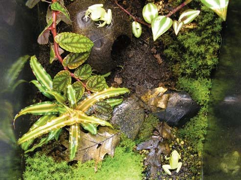 dart frog vivarium