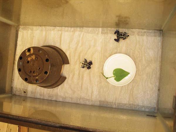 dart frog froglets