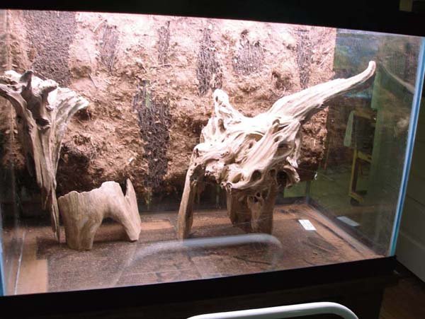 dart frog enclosure