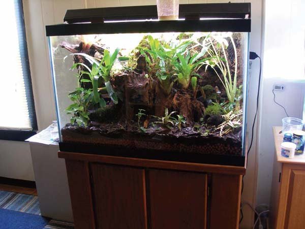 a well lit dart frog enclosure
