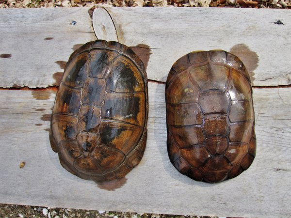 west african mud turtle and helmeted turtle