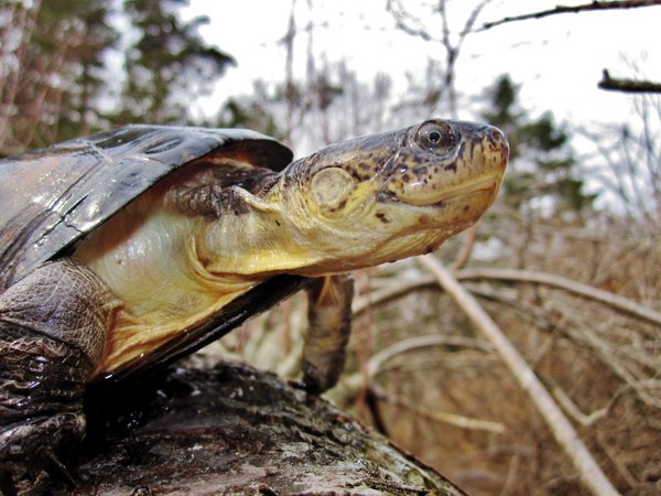 West African mud turtle