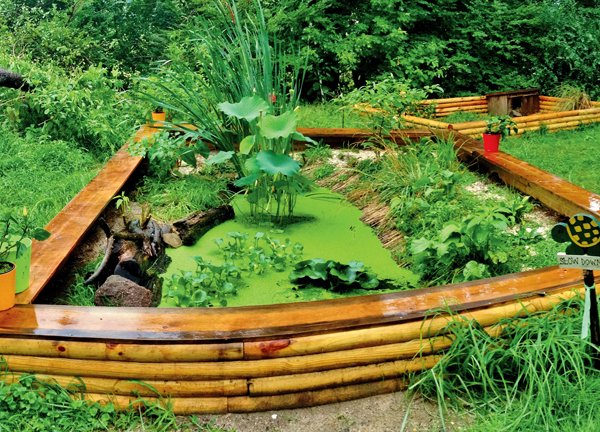 West African mud turtle enclosure