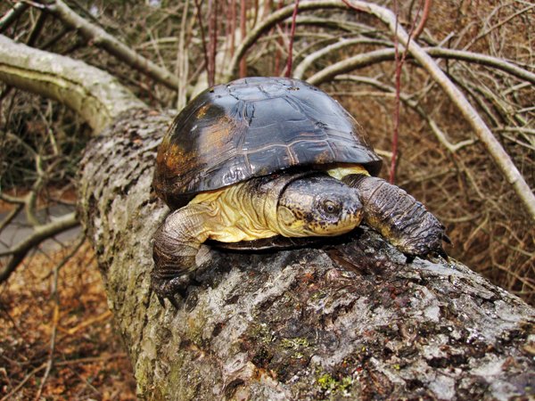 west african mud turtle