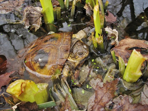 West African mud turtle
