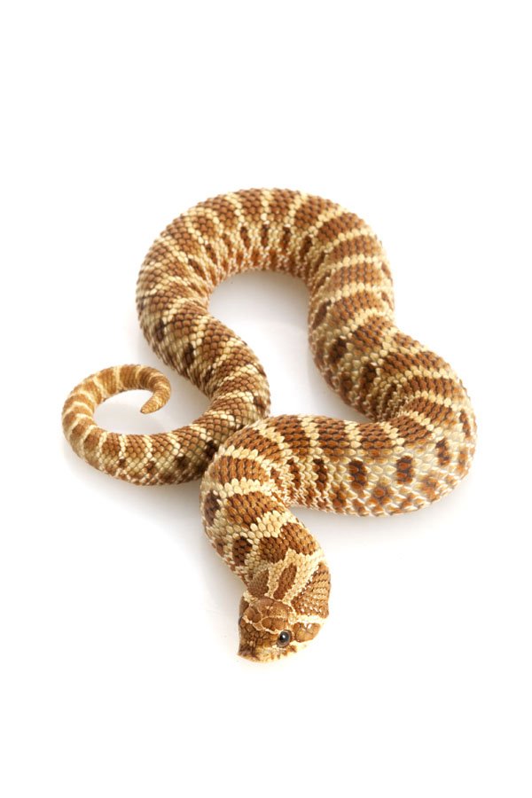 western hognose snake