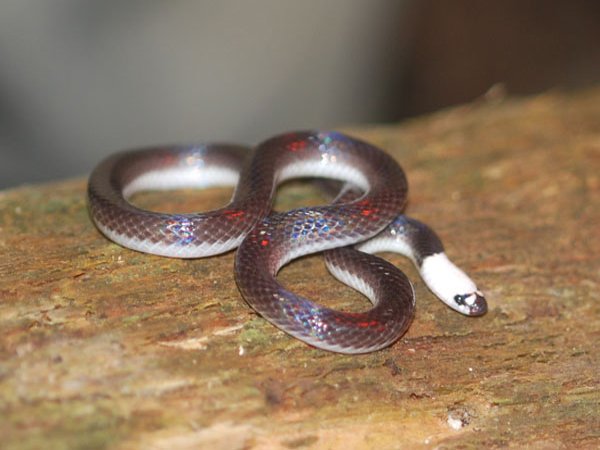 white headed snake