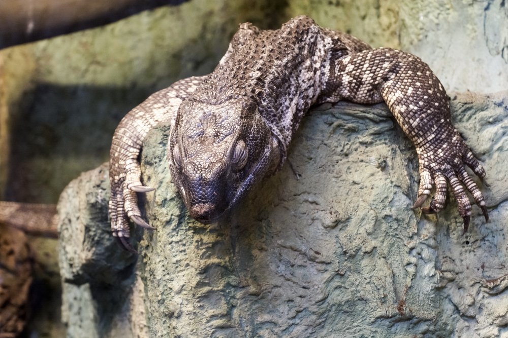 white throated monitor