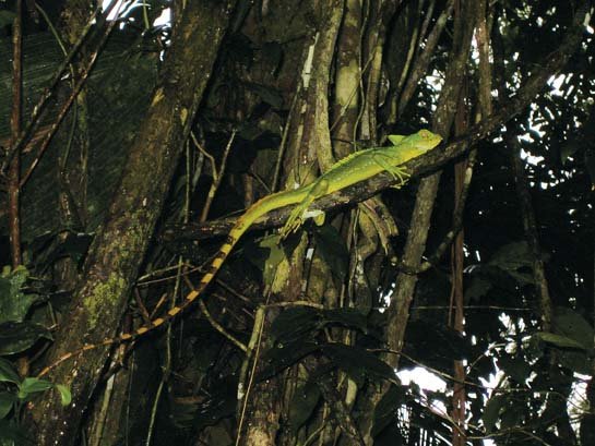 basilisk lizard