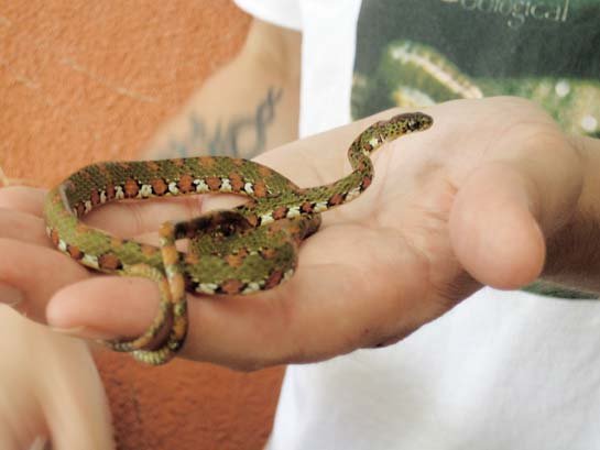 costa rican snake