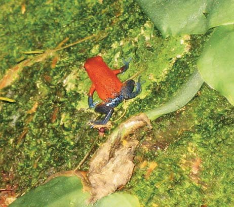 strawberry poison dart frog