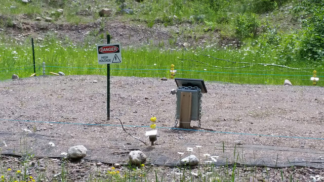 Wood turtle nesting site on active gravel pit.