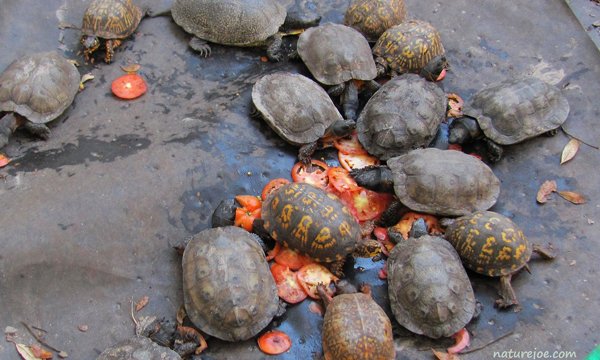 wood turtles eating tomatoes