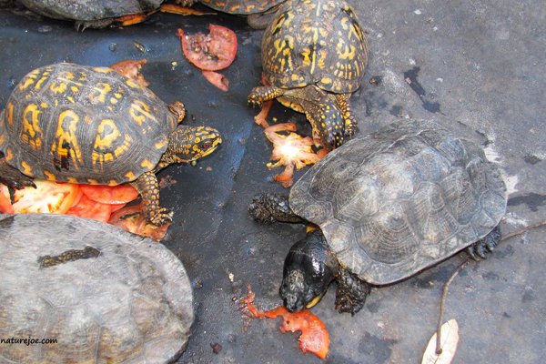 wood turtle