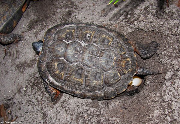 wood turtle eggs