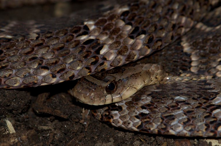 Xenodon rabdocephalus