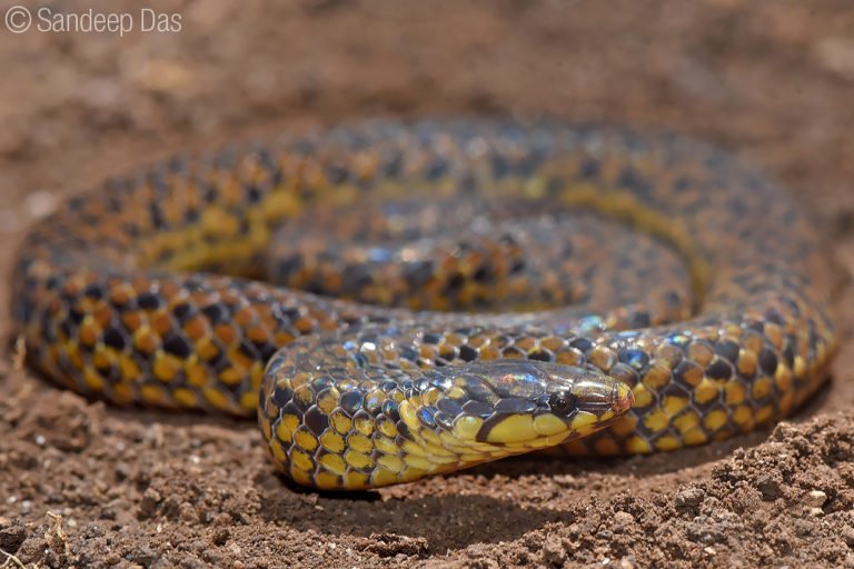 Anamalai wood snake
