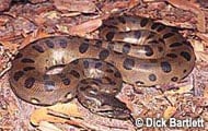 The U.S. Fish and Wildlife is backing the addition of nine constrictors to the Lacey Act’s list of Injurious Wildlife. The nine snakes are the same snakes that are featured in S. 373: the Burmese python, reticulated python, four anacondas, Boa constrictor and two African rock pythons