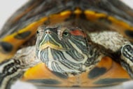 The Red-Eared Slider