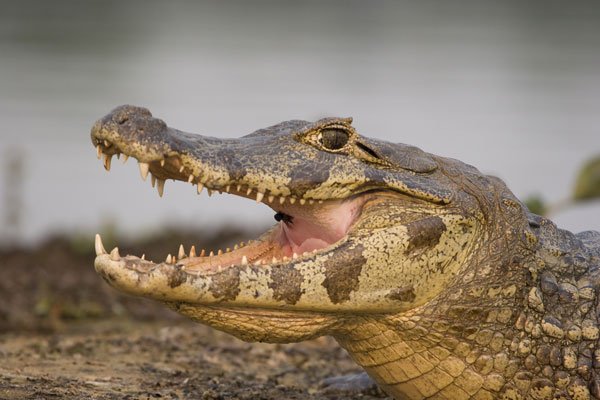 spectacled caiman