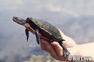 The Western Painted Turtle