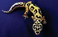 leopard geckos