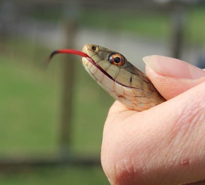 garter snake