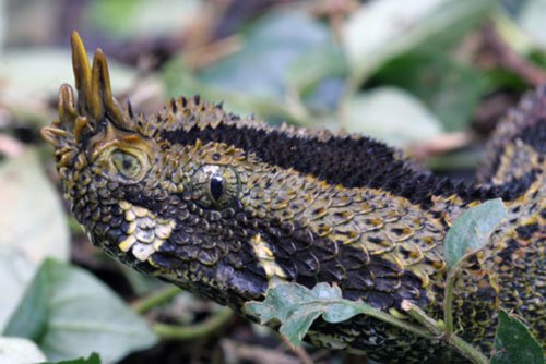 Venemous snakes make for controversial captives