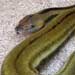 Kristin Van Alstine - SEWERFest Reptile Show