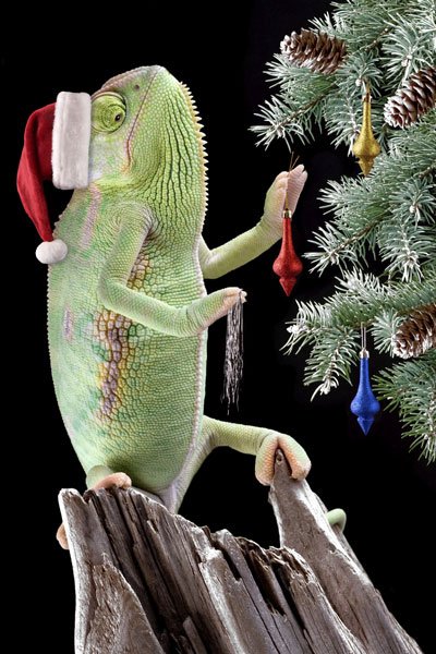 Happy Holidays