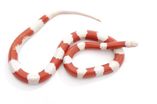 Blood red corn snake