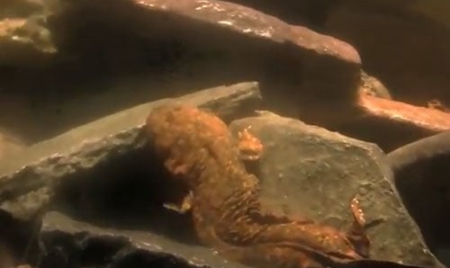 hellbender salamander