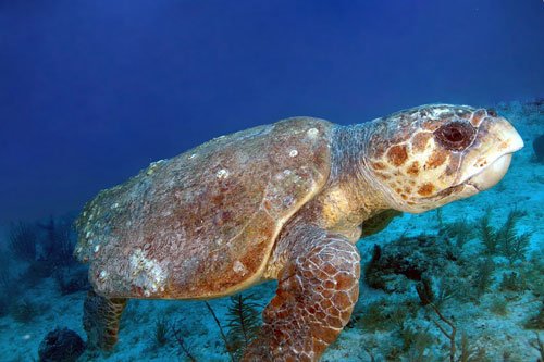 Loggerhead Sea T
