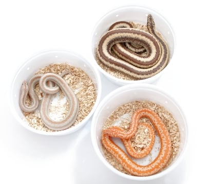 Blood red corn snake