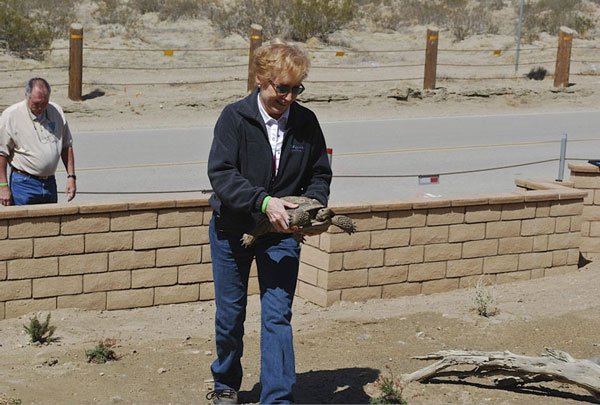desert tortoise